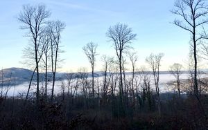 Preview wallpaper trees, forest, mountains, fog, clouds, nature