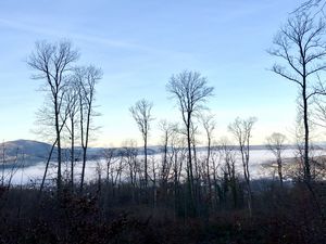 Preview wallpaper trees, forest, mountains, fog, clouds, nature