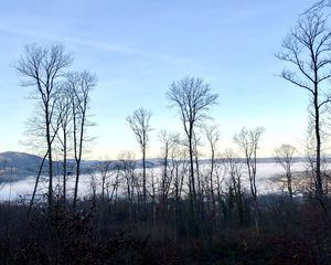 Preview wallpaper trees, forest, mountains, fog, clouds, nature