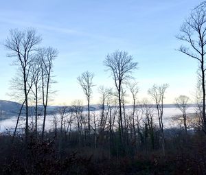 Preview wallpaper trees, forest, mountains, fog, clouds, nature