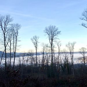 Preview wallpaper trees, forest, mountains, fog, clouds, nature