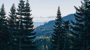 Preview wallpaper trees, forest, mountains, nature, landscape