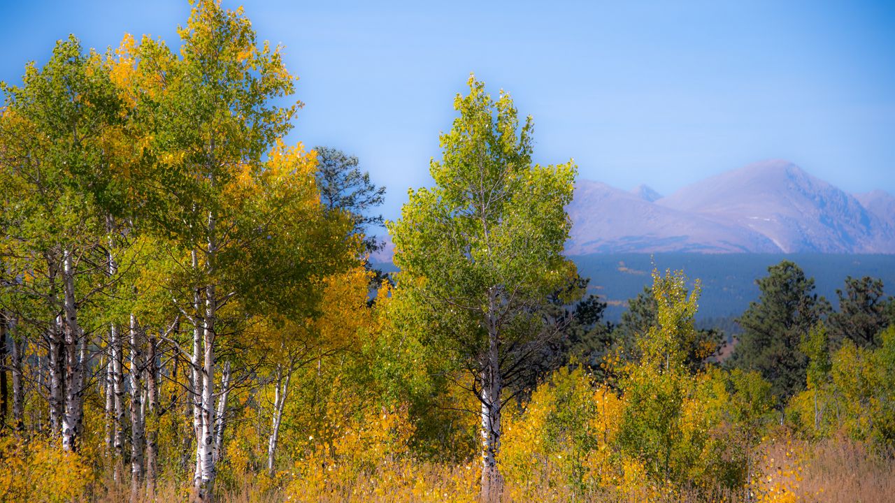 Wallpaper trees, forest, mountains, aerial view, nature, autumn