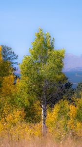 Preview wallpaper trees, forest, mountains, aerial view, nature, autumn