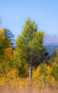 Preview wallpaper trees, forest, mountains, aerial view, nature, autumn