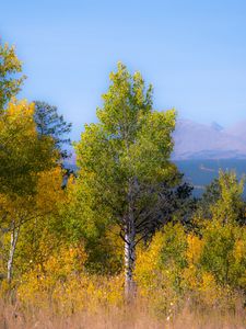 Preview wallpaper trees, forest, mountains, aerial view, nature, autumn