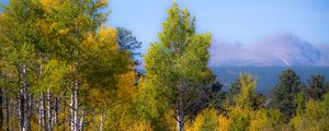Preview wallpaper trees, forest, mountains, aerial view, nature, autumn