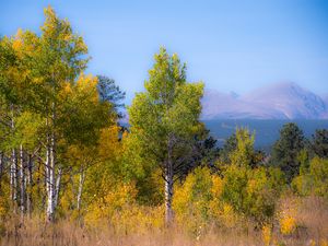 Preview wallpaper trees, forest, mountains, aerial view, nature, autumn