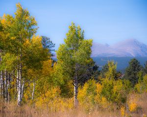 Preview wallpaper trees, forest, mountains, aerial view, nature, autumn