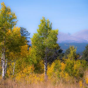 Preview wallpaper trees, forest, mountains, aerial view, nature, autumn