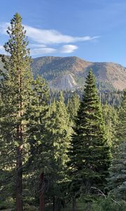Preview wallpaper trees, forest, mountains, view, landscape