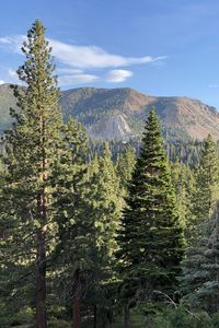 Preview wallpaper trees, forest, mountains, view, landscape