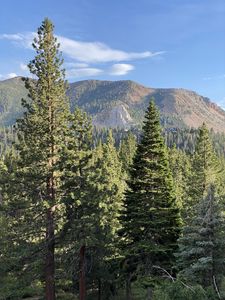Preview wallpaper trees, forest, mountains, view, landscape