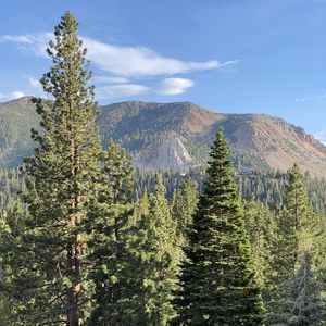 Preview wallpaper trees, forest, mountains, view, landscape