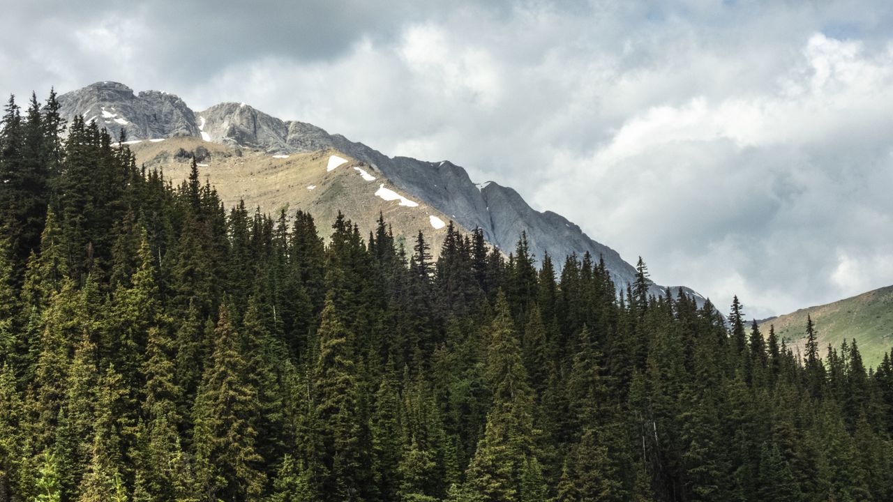 Wallpaper trees, forest, mountains, nature