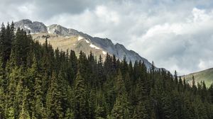 Preview wallpaper trees, forest, mountains, nature