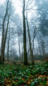Preview wallpaper trees, forest, nature, landscape, fog