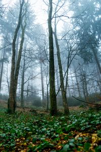 Preview wallpaper trees, forest, nature, landscape, fog