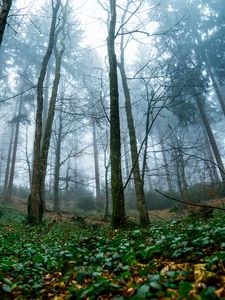 Preview wallpaper trees, forest, nature, landscape, fog
