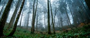 Preview wallpaper trees, forest, nature, landscape, fog