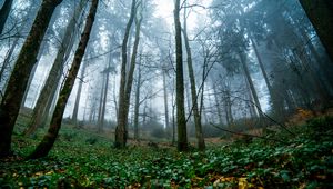 Preview wallpaper trees, forest, nature, landscape, fog