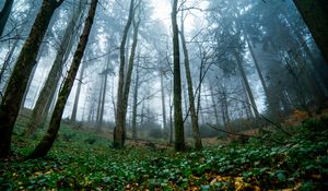 Preview wallpaper trees, forest, nature, landscape, fog