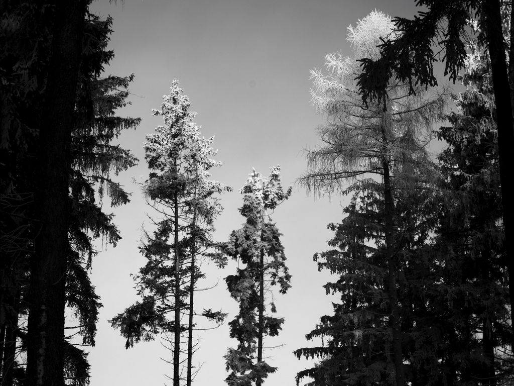 1024x768 Wallpaper trees, forest, nature, bw