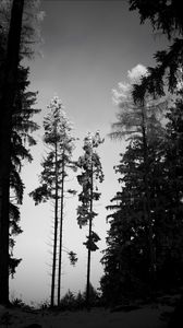 Preview wallpaper trees, forest, nature, bw