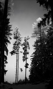 Preview wallpaper trees, forest, nature, bw