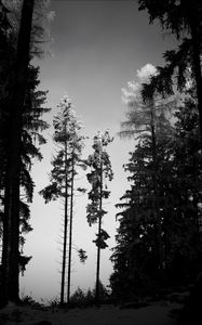 Preview wallpaper trees, forest, nature, bw