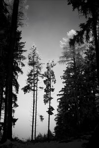 Preview wallpaper trees, forest, nature, bw