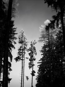 Preview wallpaper trees, forest, nature, bw