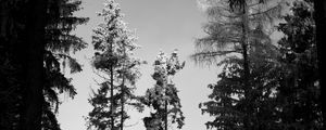 Preview wallpaper trees, forest, nature, bw