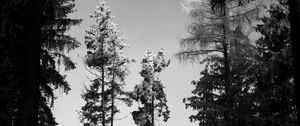 Preview wallpaper trees, forest, nature, bw