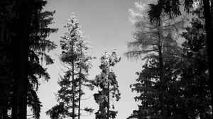 Preview wallpaper trees, forest, nature, bw