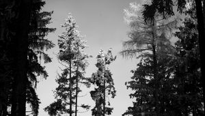 Preview wallpaper trees, forest, nature, bw