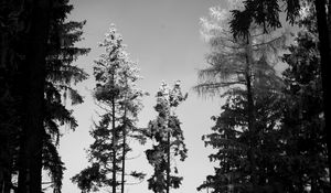 Preview wallpaper trees, forest, nature, bw