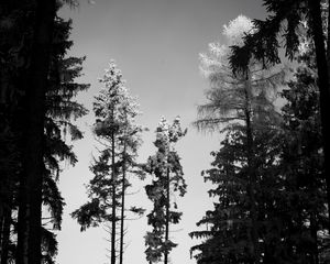 Preview wallpaper trees, forest, nature, bw