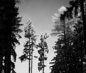 Preview wallpaper trees, forest, nature, bw