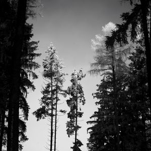 Preview wallpaper trees, forest, nature, bw