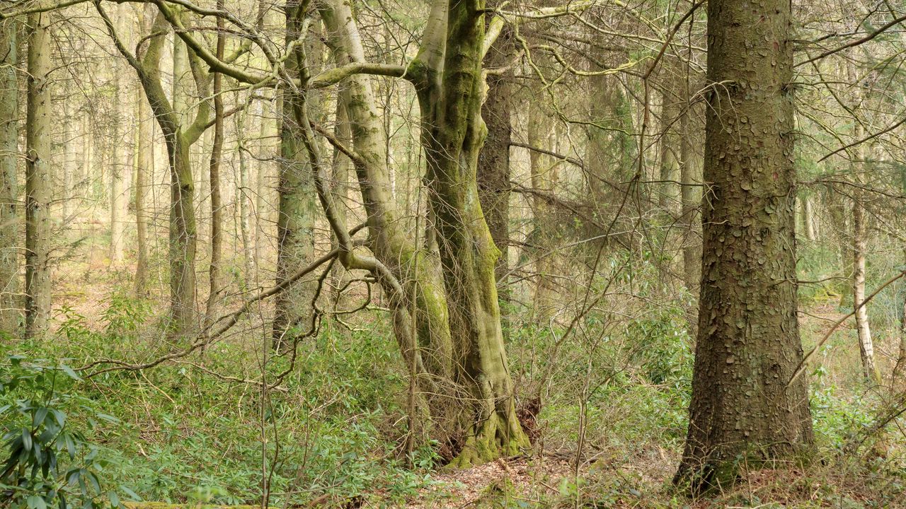 Wallpaper trees, forest, nature