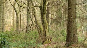 Preview wallpaper trees, forest, nature