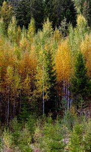 Preview wallpaper trees, forest, nature, autumn, landscape