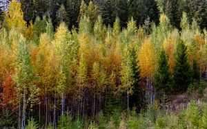 Preview wallpaper trees, forest, nature, autumn, landscape