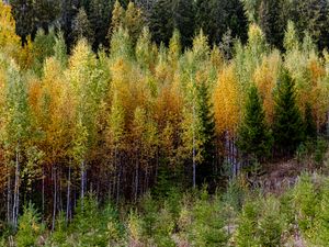 Preview wallpaper trees, forest, nature, autumn, landscape