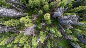 Preview wallpaper trees, forest, nature, aerial view