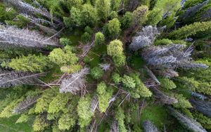 Preview wallpaper trees, forest, nature, aerial view