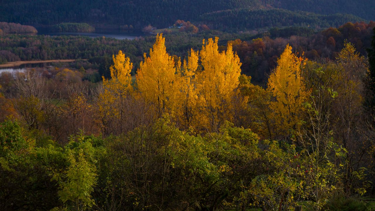 Wallpaper trees, forest, nature, autumn