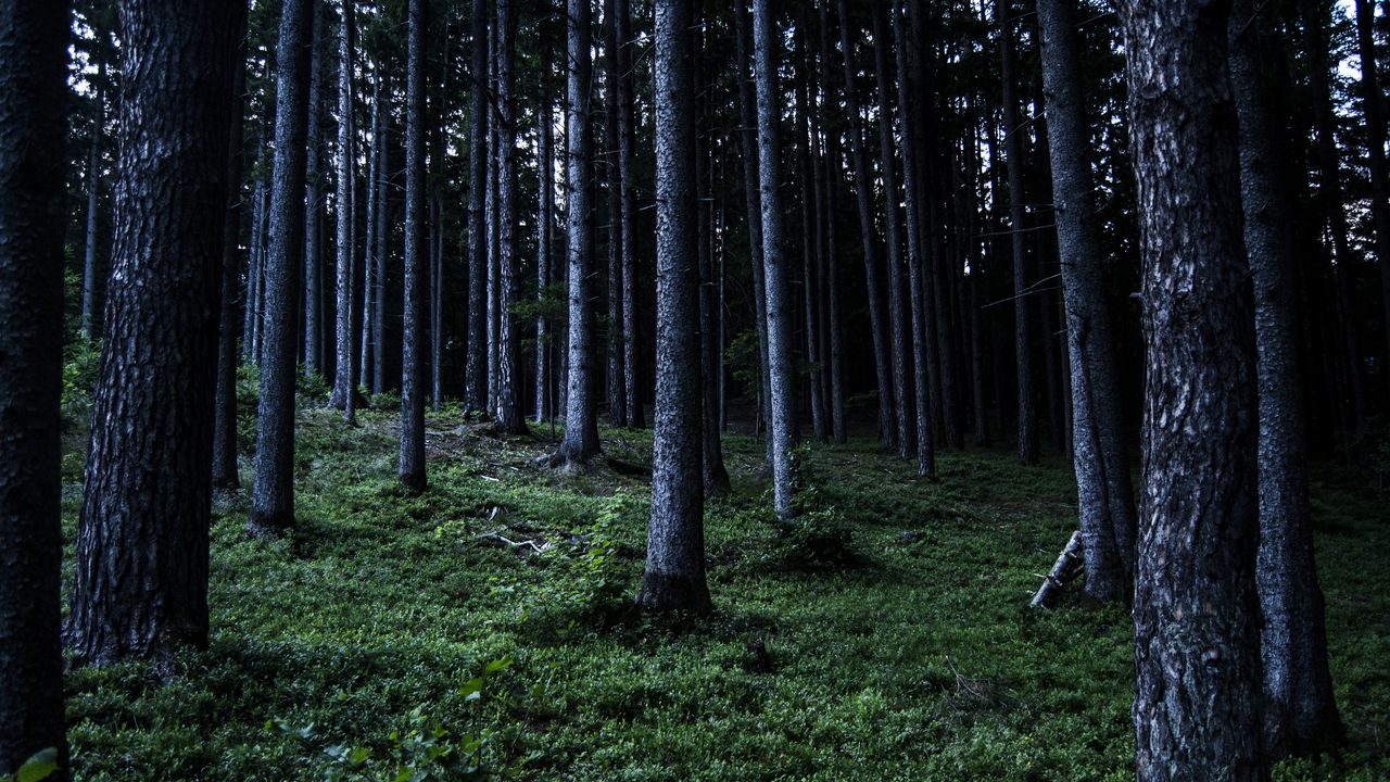 Wallpaper trees, forest, nature, grass