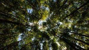 Preview wallpaper trees, forest, nature, bottom view